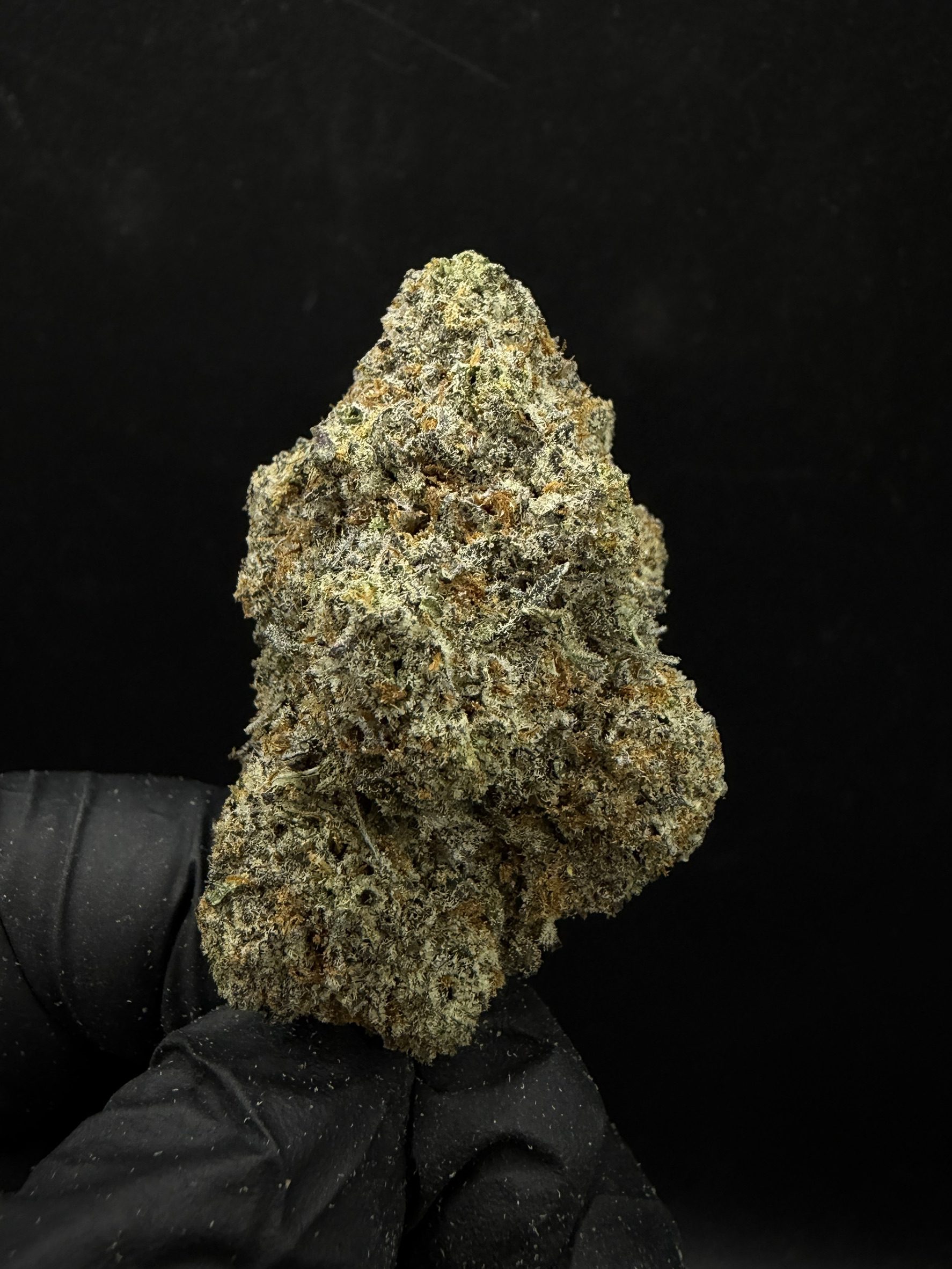 White Truffle